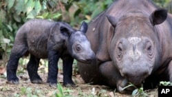 A female Sumatran rhino named Ratu, right, is seen with her newly-born calf at Way Kambas National Park in Lampung, Indonesia. (Photo: AP)