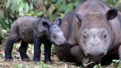 Fighting Rhino Poaching 