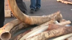 Authorities Crush Ivory to Send Anti-Poaching Message