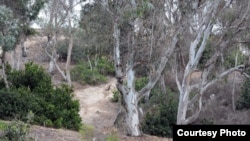 Eucalyptus trees in Southern California's forests, July 20, 2015. (photo by Diaa Bekheet)