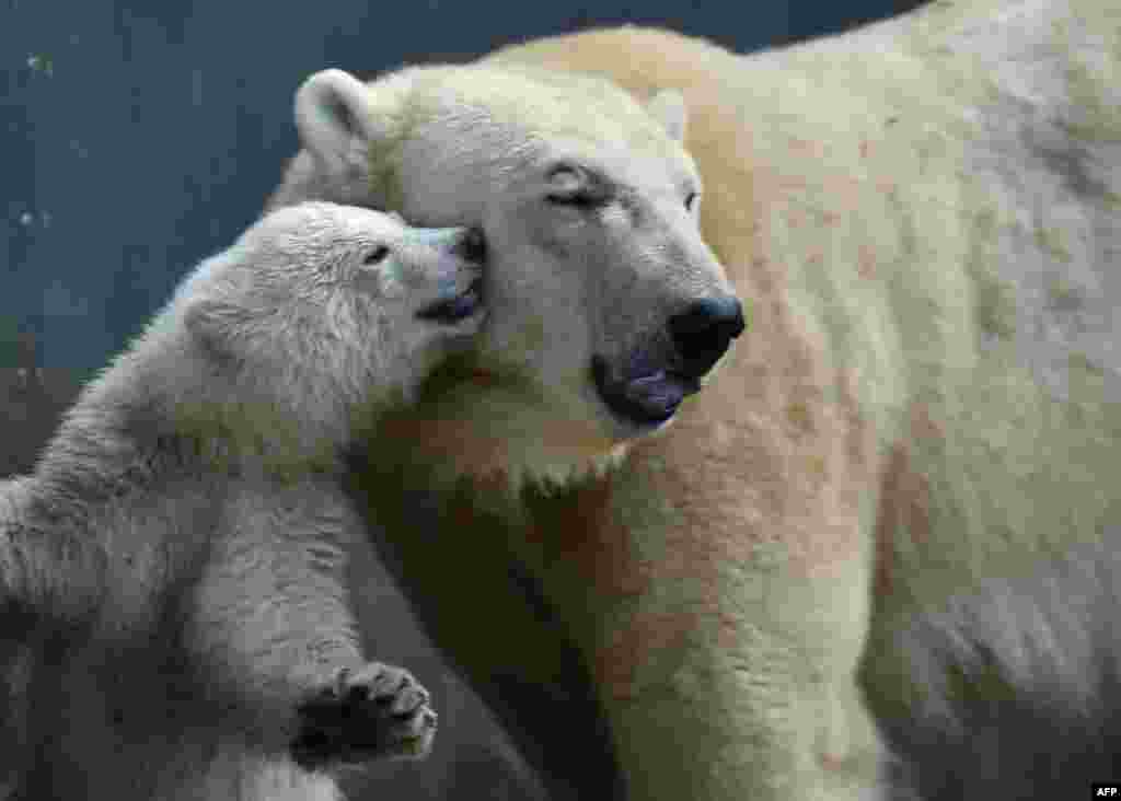 Mother bear Giovanna is pictured with her four month young baby bear at the zoo of Hellabrunn in Munich, southern Germany, after the naming event.