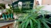 California Set for New Year's Buzz With Recreational Marijuana Sales