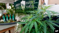 Marijuana plants are displayed at the Green Goat Family Farms stand at "The State of Cannabis," a California industry group meeting in Long Beach, California, on Sept. 28, 2017.