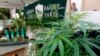 2017年9月28日，在加州长滩的所举行了一个行业小组会议上，“大麻州”绿山羊家庭农场所展示的大麻植物
