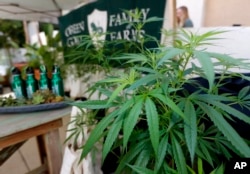 ຕົ້ນກັນຊາ ໄດ້ນຳມາວາງສະແດງໂດຍສວນ ຄອບຄົວ ກຣີນ ໂກຕ (Green Goat Family Farms) ທີ່ຢູ່ທາງໜ້າຂອງປ້າຍທີ່ຂຽນວ່າ "The State of Cannabis," ທີ່ມີຄວາມໝາຍວ່າ ລັດແປ່ງກັນຊາ ໃນກອງປະຊຸມຂອງກຸ່ມ ໃນເມືອງລອງ ບິຈ, ລັດ ຄາລີຟໍເນຍ, 28 ກັນຍາ 2017.