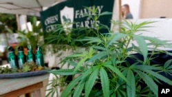 Marijuana plants are displayed at the Green Goat Family Farms stand at "The State of Cannabis," a California industry group meeting in Long Beach, California, on Sept. 28, 2017.