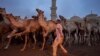 Opening day at Cairo’s Birqash camel market. In the pre-dawn hours, a boy – stick in hand – keeps camels in place for the start of a busy trading day.