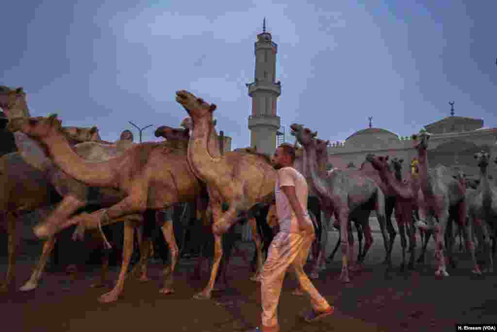 A trader takes his herd of camels into the market, hopes an early start will mean good sales. Expectations this year have been tempered by higher prices caused by a dropping Egyptian pound. Currency fluctuations are a factor, since many of the animals come from outside Egypt.