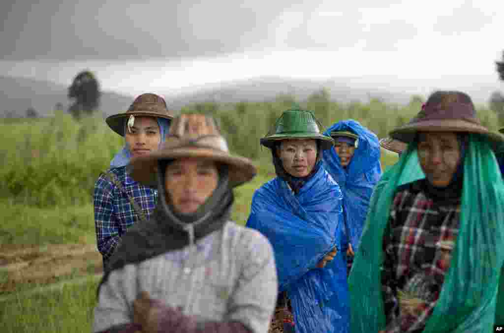A group of Myanmar rice-field workers cover themselves in plastic sheets as monsoon rain pour down in Naypyidaw, Aug 11, 2014.
