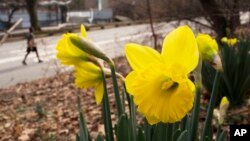 Daffodils bloom in New York's Central Park, Feb. 28, 2017. Meteorologists say a freakishly warm February broke more than 11,700 local daily records but not a 1954 record for the nation’s warmest.