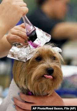 FILE - In this Oct. 26, 2011 photo, groomer Sara Ingram streaks the fur of Yorkshire terrier Betsey Johnson during a spa session at the Barkley Pet Hotel & Day Spa in Westlake Village, Calif.
