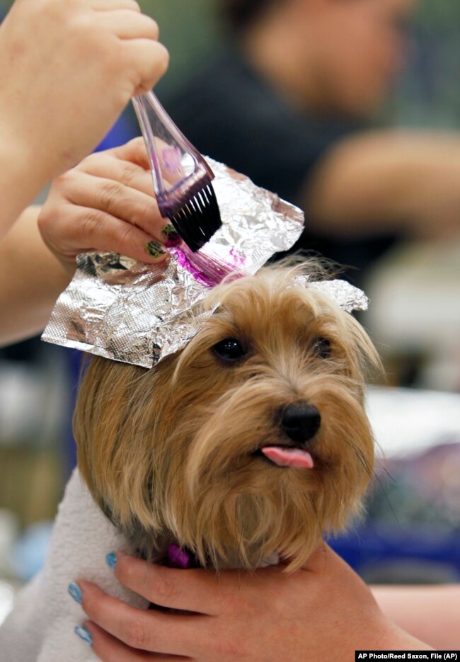 FILE - In this Oct. 26, 2011 photo, groomer Sara Ingram streaks the fur of Yorkshire terrier Betsey Johnson during a spa session at the Barkley Pet Hotel & Day Spa in Westlake Village, Calif.