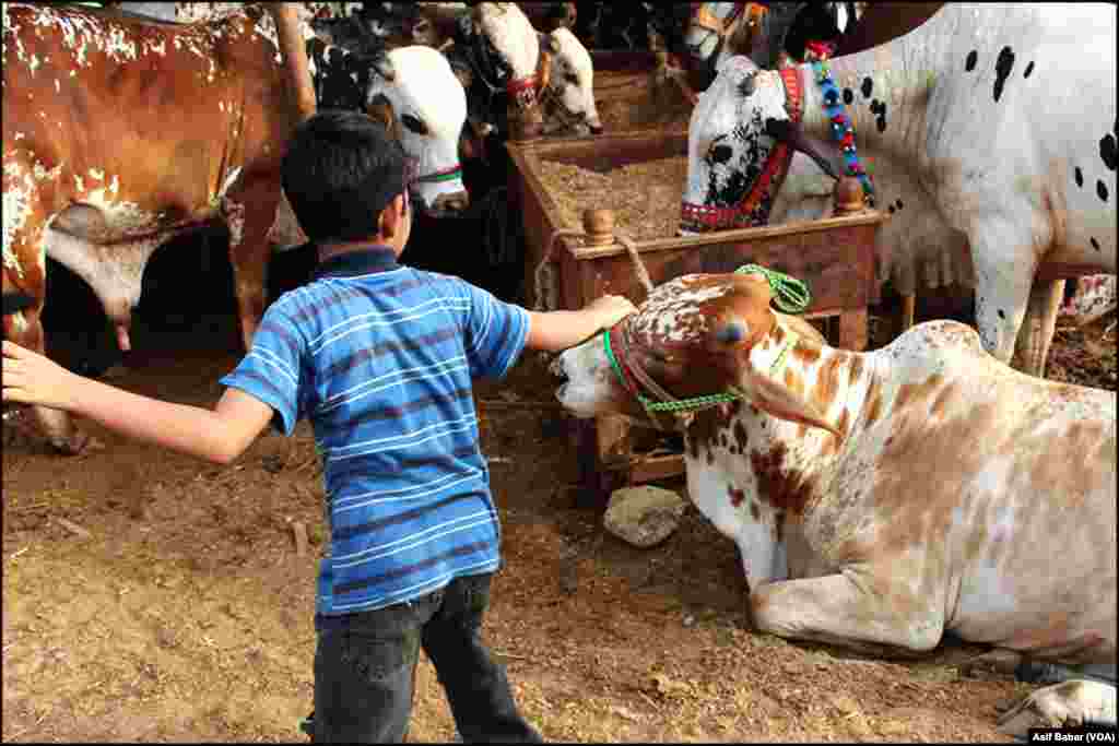 کراچی: بڑوں کے ساتھ بچے بھی جانوروں کے ساتھ مشغول