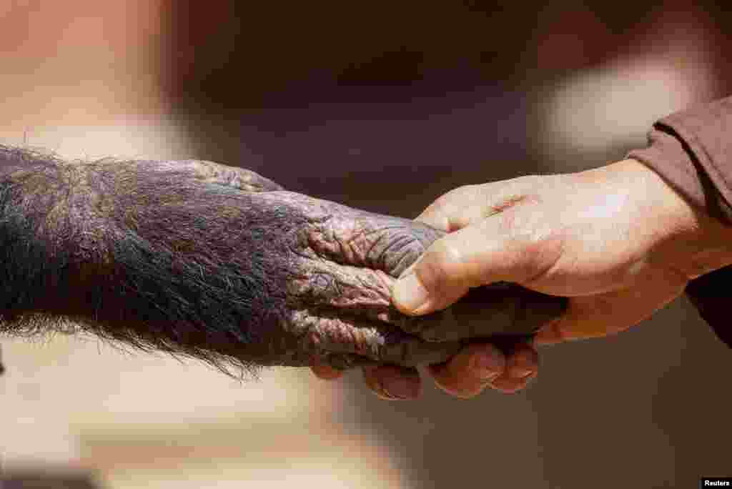 مصر کے چڑیا گھر میں موجود چمپانزی انسان دوست ہیں اور ہر آنے جانے والا ان سے مصافحہ بھی کر سکتا ہے۔