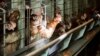 ထားဝယ်မွေးမြူရေးခြံများမှာ ကြက်ငှက်တုပ်ကွေးဖြစ်ပွား