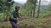 FILE - A woman works in the field of Loi Bangoti's farm in Ngiresi near the Tanzanian town of Arusha.