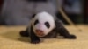 National Zoo: It's a (Giant Panda) Boy!