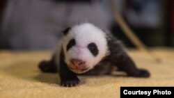 This handout photo released by the Smithsonian's National Zoo shows its 6-week old baby boy panda, born Aug. 21, 2020 at the zoo. (Roshan Patel/Smithsonian’s National Zoo)