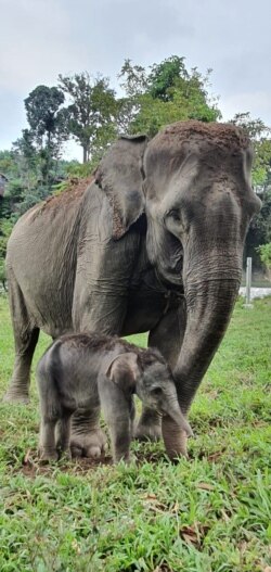 Bayi gajah Sumatera bersama induknya di Pusat Latihan Satwa Khusus, Tangkahan, Kabupaten Langkat, Sumatera Utara (Sumut), Senin, 1 Februari 2021. (Foto: TNGL)