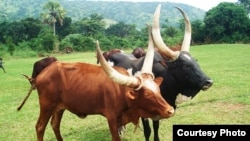 Local cattle in Kiboga, Uganda. Credit: ILRI