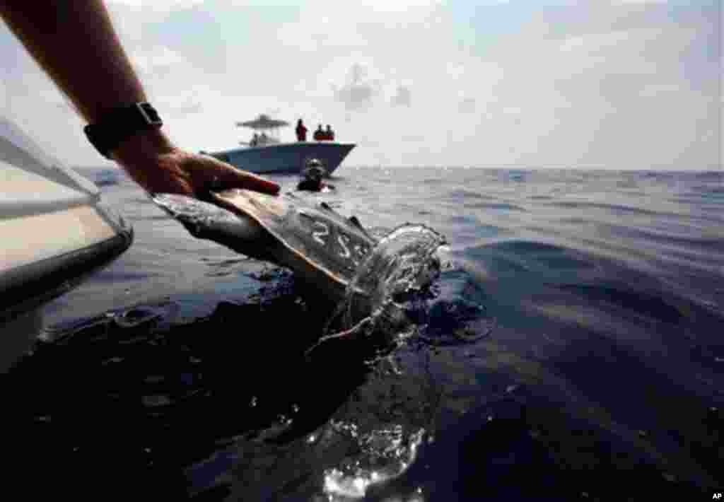 Researchers from the Audubon Institute, The National Oceanographic and Atmospheric Institute, and the Louisiana Department of Wildlife and Fisheries release sea turtles that had previously been impacted by oil from the Deepwater Horizon oil spill, back in