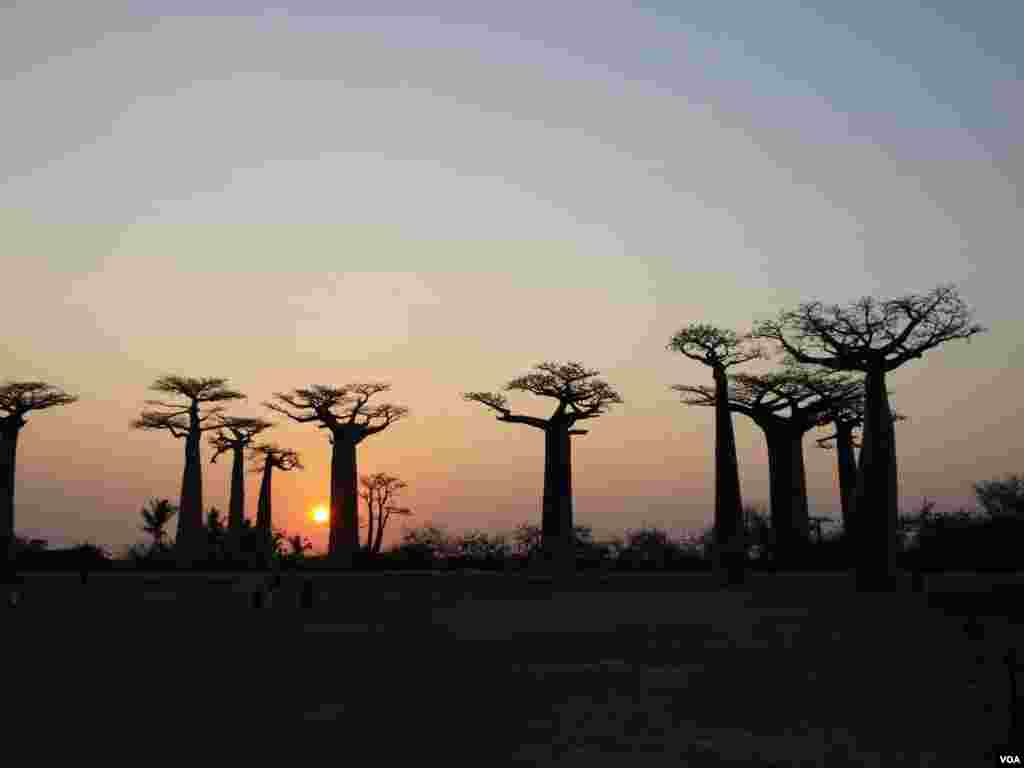 درختان نادر بائوباب در ماداگاسکار عکس: مینا اسکندری(ارسالی شما)