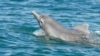 کشف گونه جدیدی از دلفین گوژپشت