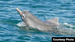 Two dolphins from the as-of-yet unnamed species of humpback dolphin are shown off northern Australia. The discovery will help conservationists and decision makers to formulate new policies to safeguard these marine mammals. (Guido Parra)