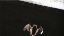 FILE PHOTO: One of some 1.5 million bats emerges from below the Congress Street Bridge near downtown Austin, Texas July 27, 2011, as they do every night in the summer, looking for food. REUTERS/Charlie L. Harper/Files