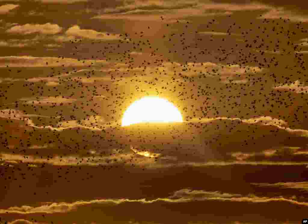 Starlings fly by the sun in Wehrheim near Frankfurt, Germany.