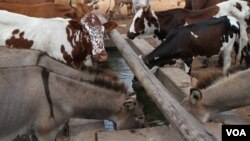 Healthy livestock drink water from a solar-powered borehole in Mathafeni village in Lupane about 600km southwest of Harare, Zimbabwe. (S. Mhofu for VOA)