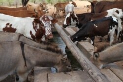 Healthy livestock drink water from a solar-powered borehole in Mathafeni village in Lupane about 600km southwest of Harare, Zimbabwe. The borehole, supplied by the FAO, provides water for a dip tank a few meters away that helps reduce the risk of diseases
