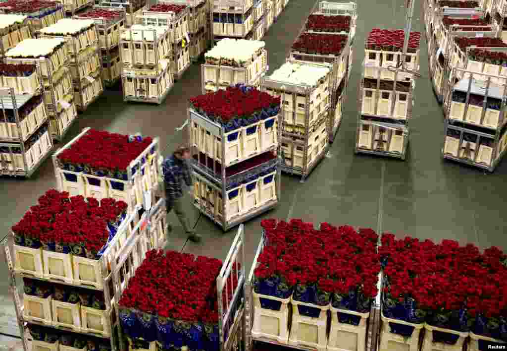 Cajas de rosas son embaladas en el almacén FloraHolland en Aalsmeer,Holanda. FloraHolland, es el proveedor más grande de rosas en el mundo y se prepara para aumentar sus ventas por el Día de San Valentín. 