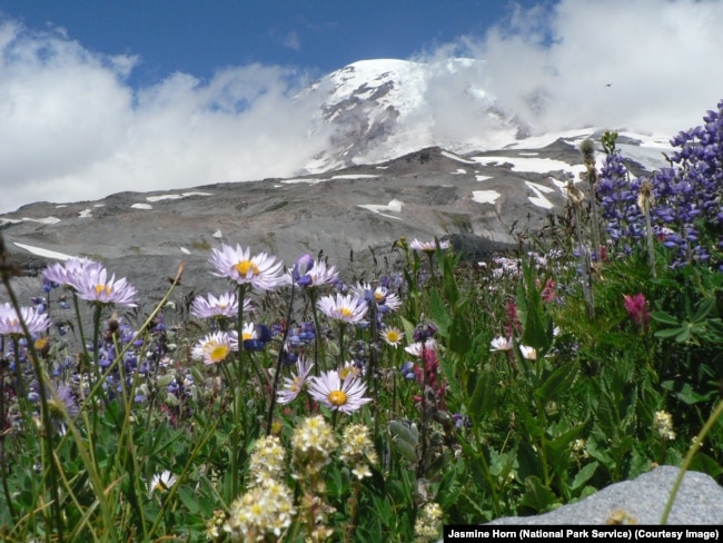 Wildflowers surround Mount Rainier