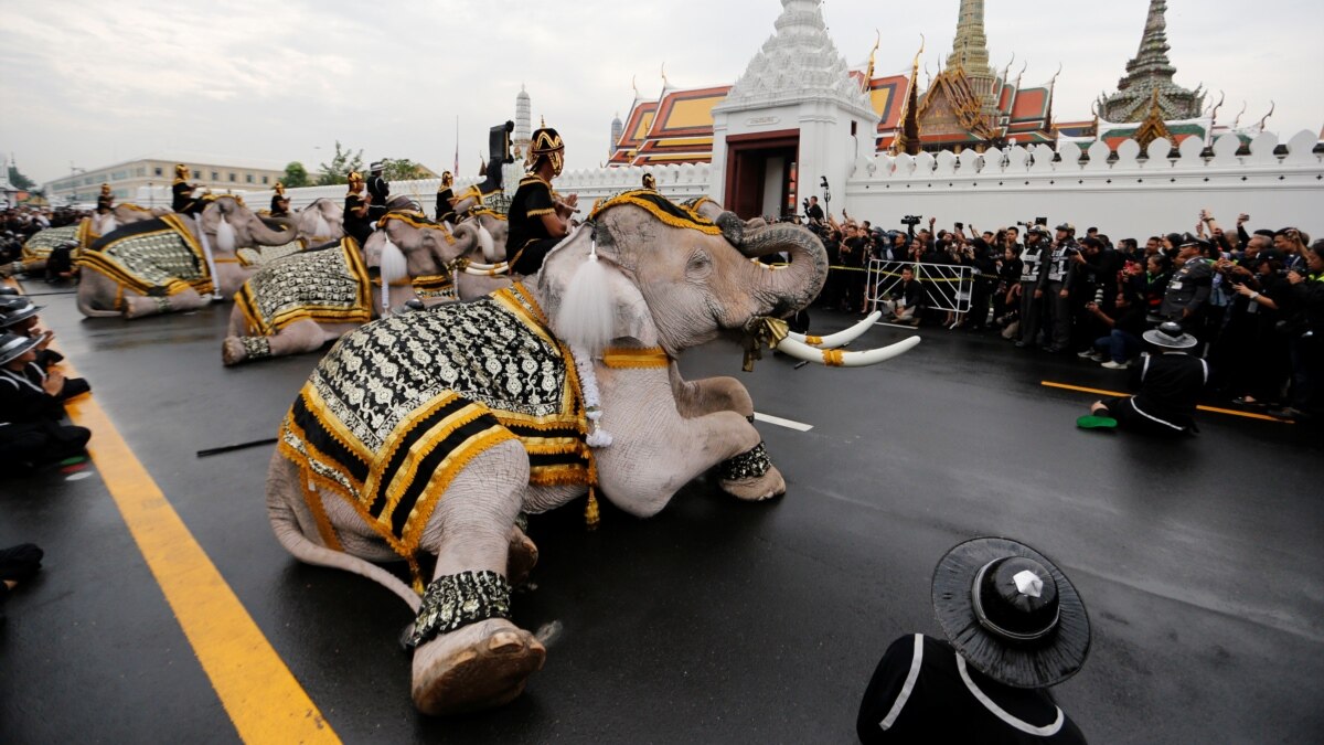 White elephants, mahouts pay respects to late Thai king