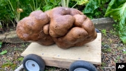 New Zealand Huge Potato