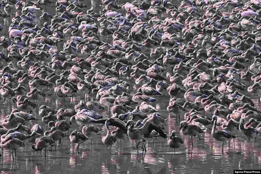 A flock of flamingos are pictured in a pond in Navi Mumbai, India.