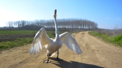 Garip is a female swan that was rescued 37 years ago by Recep Mirzan, a 63-year-old retired postman. (AP Photo/Ergin Yildiz)