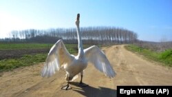 Garip is a female swan that was rescued 37 years ago by Recep Mirzan, a 63-year-old retired postman. (AP Photo/Ergin Yildiz)