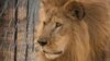 Une jeune femme tuée par un lion dans une réserve d'Afrique du Sud