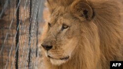 Un lion d'un cirque à Vaalwater, en Afrique du Sud, le 1er mai 2016.