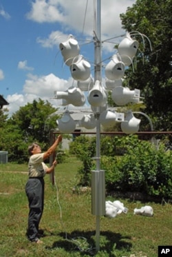 Citizen scientist Barbara Vinson lowers plastic gourd nests to check on her Purple Martins or to clean their cavities after they've left for the season.