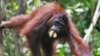 Terkena 104 Peluru, Orangutan Kalimantan Bertahan Hidup
