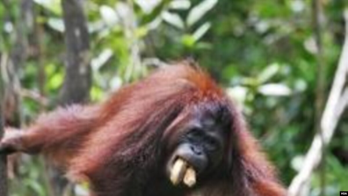 Tewasnya Puluhan Orangutan Di Kutai Kartanegara Diduga