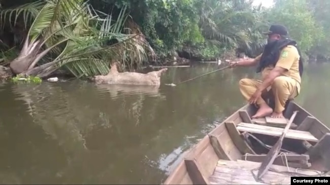 Bangkai babi yang dibuang masyarakat di Sungai Bederah, Kecamatan Medan Marelan, Kota Medan. Selasa (5/11). (Courtesy: Camat Medan Marelan)