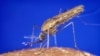 Scientists Uncover Mystery of Mosquito Flight