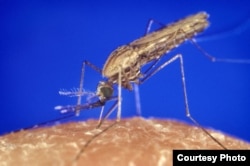 Anopheles gambiae mosquito, which spreads the malaria parasite