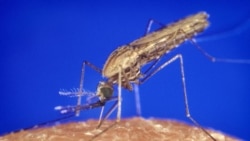 Casos de paludismo aumentam em Cabo Verde