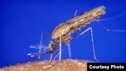 FILE - Anopheles gambiae mosquito, which spreads the malaria parasite