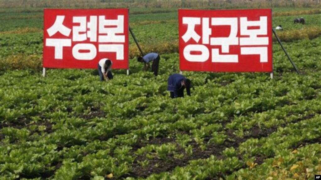 북한 황해북도 사리원 미곡협동농장 관계자들이 현장을 돌보고 있다. (자료사진)